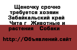 Щеночку срочно требуется хозяин! - Забайкальский край, Чита г. Животные и растения » Собаки   